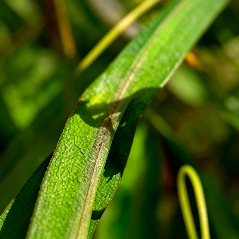 ingredient-img