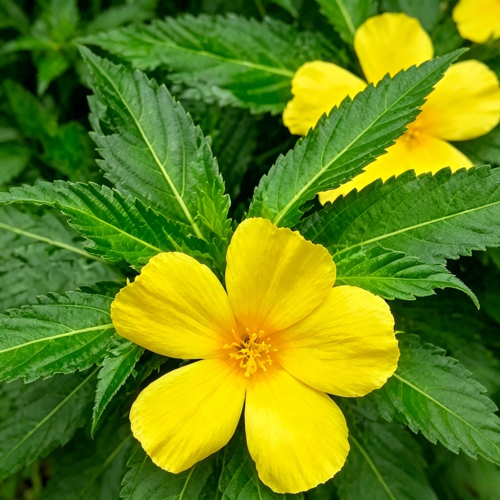 ingredient-img
